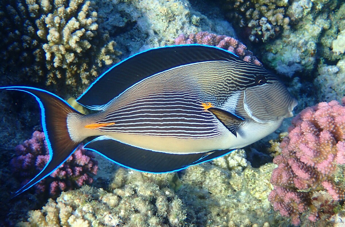 Sohal Tang - Acanthurus Sohal (SMALL)