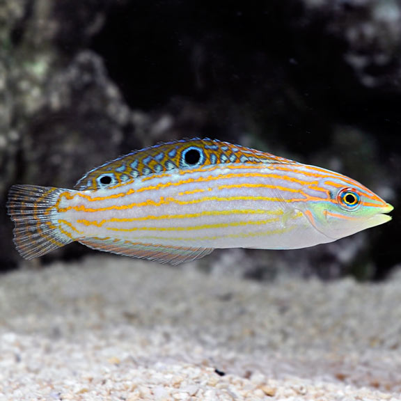 Adorned Wrasse - Halichoeres cosmetus