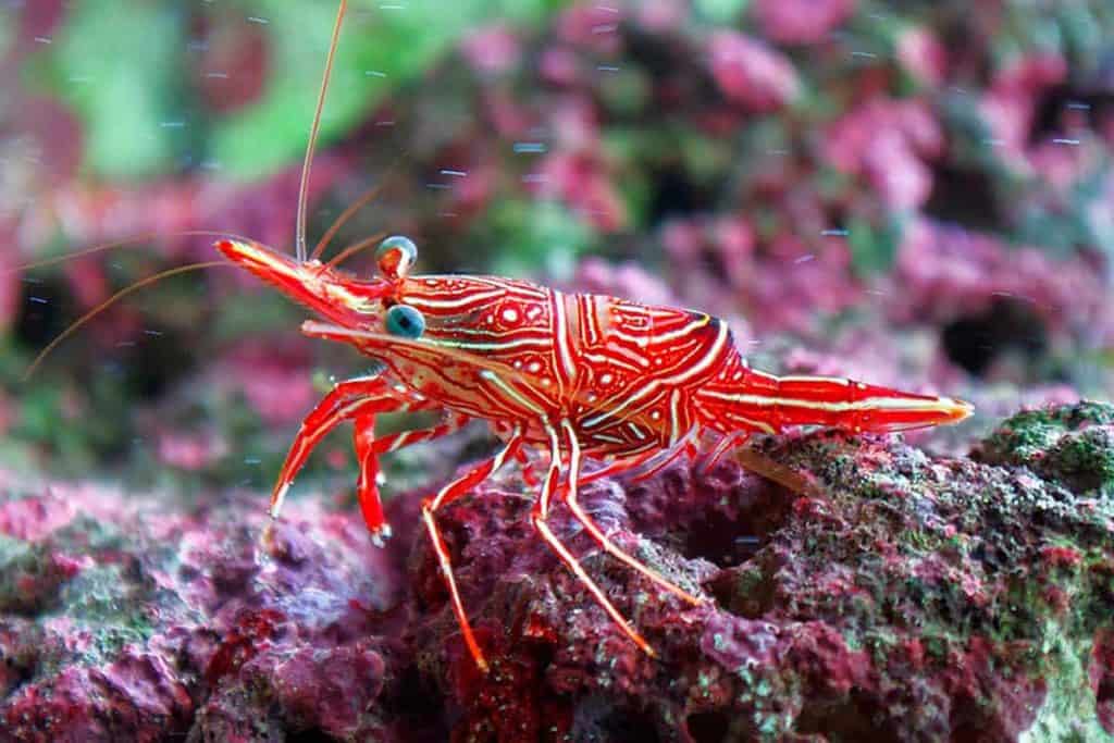 Camel Shrimp - Rhynchocinetes durbanensis