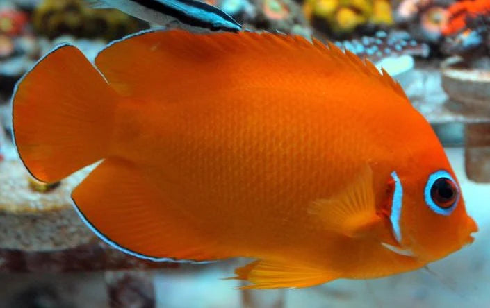 Lemonpeel Angelfish ORANGE - Centropyge flavissima