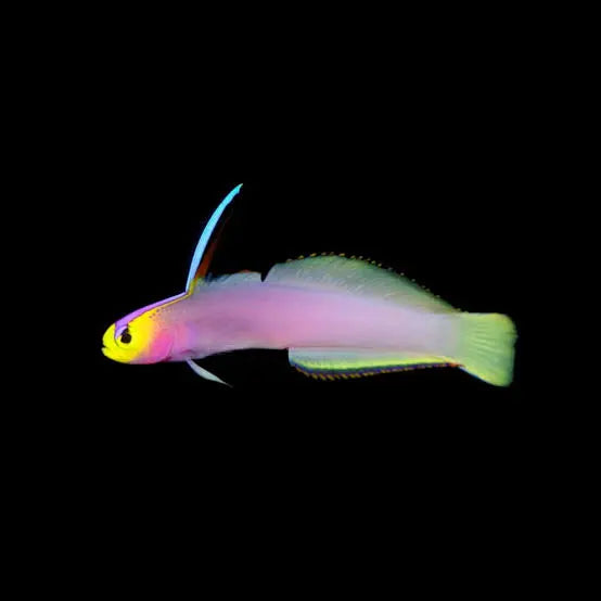 Helfrichi Goby - Nemateleotris helfrichi