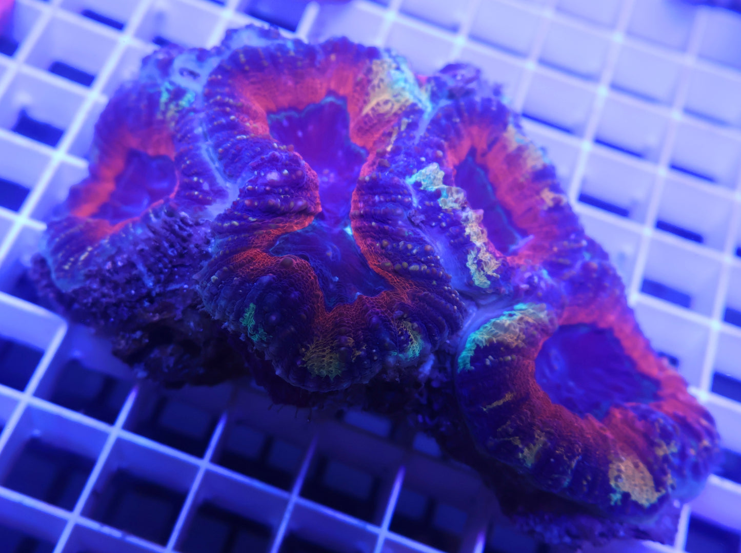 Master Lobed Brain - Coral Farm Kuwait