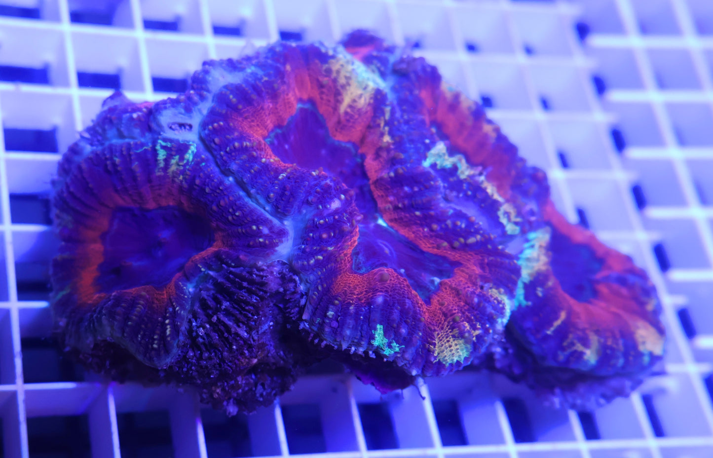Master Lobed Brain - Coral Farm Kuwait