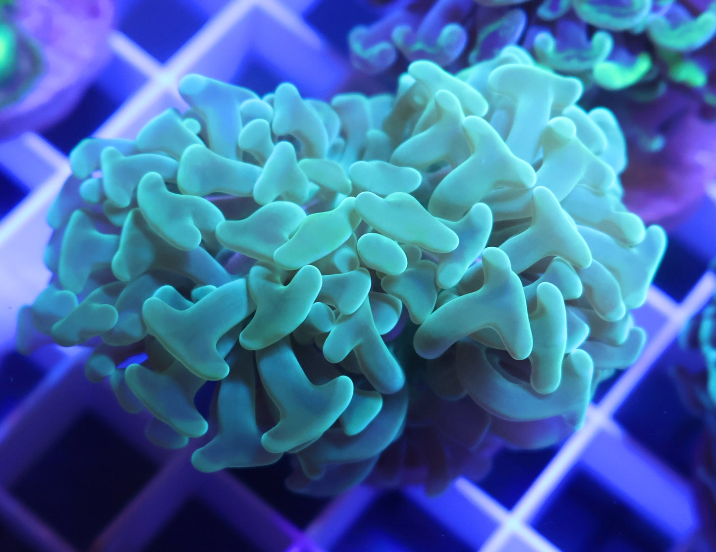 Ultra Toxic Green Hammer FRAG - Coral Farm Kuwait