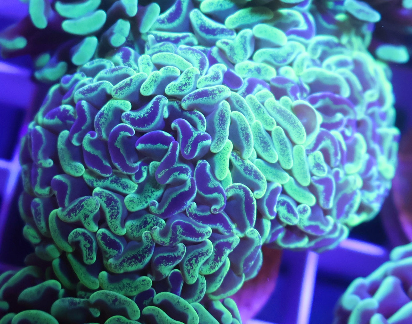 Toxic Blotchy Green Hammer Frag