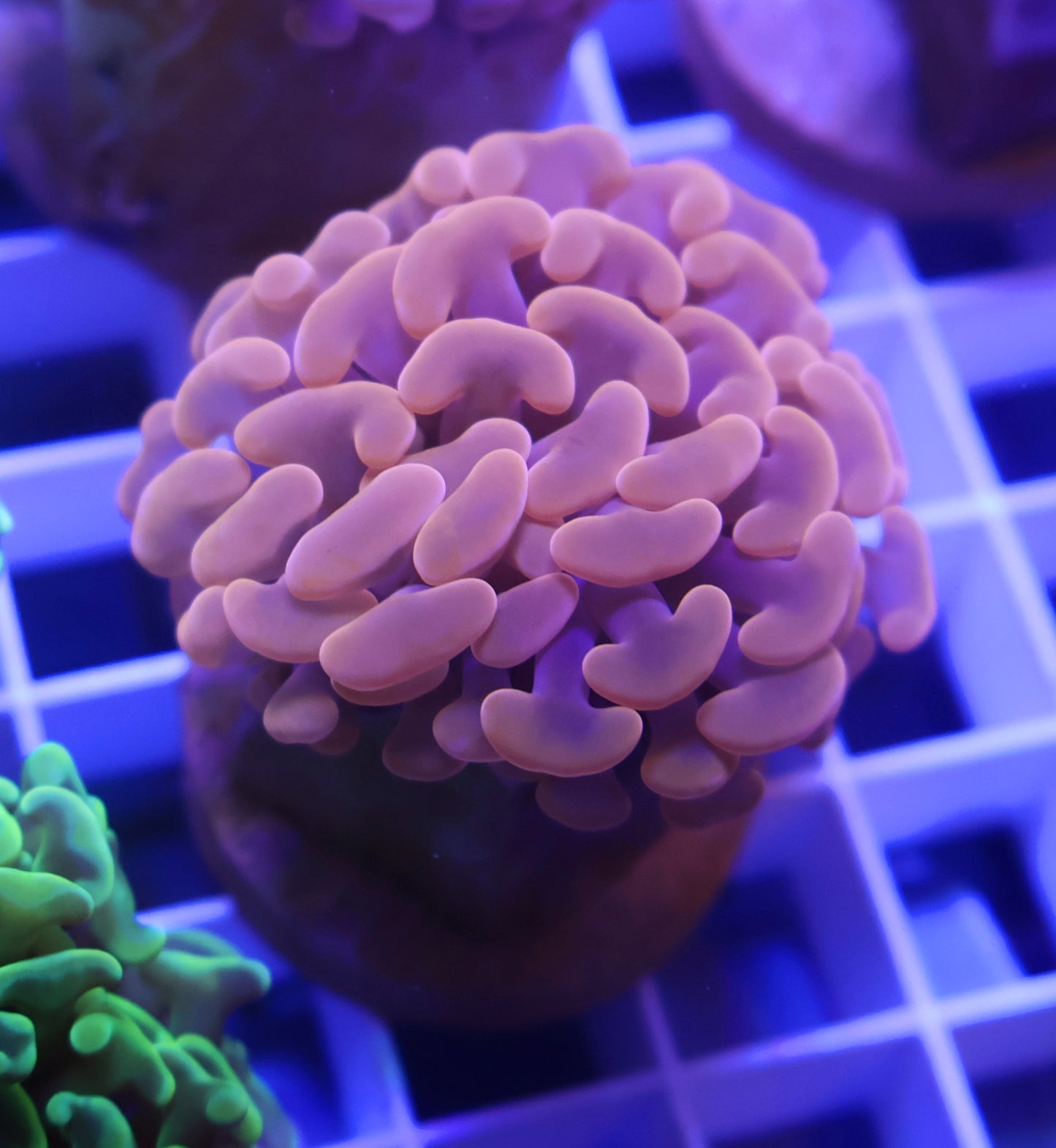 Ultra Toxic Orange Hammer FRAG - Coral Farm Kuwait