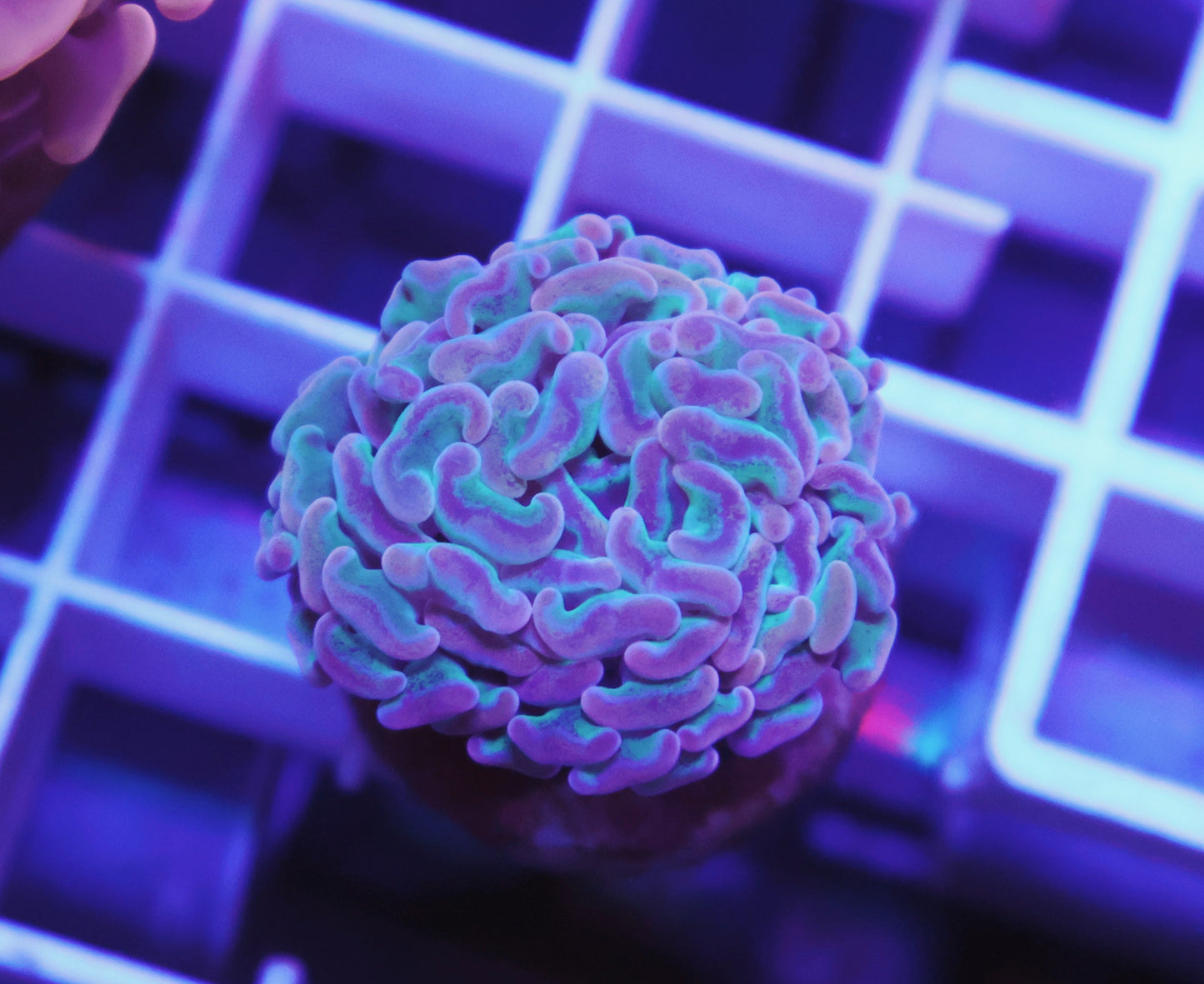 HOTMESS Hammer FRAG - Coral Farm Kuwait