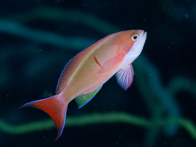 Redbar Anthias - Pseudanthias cooperi
