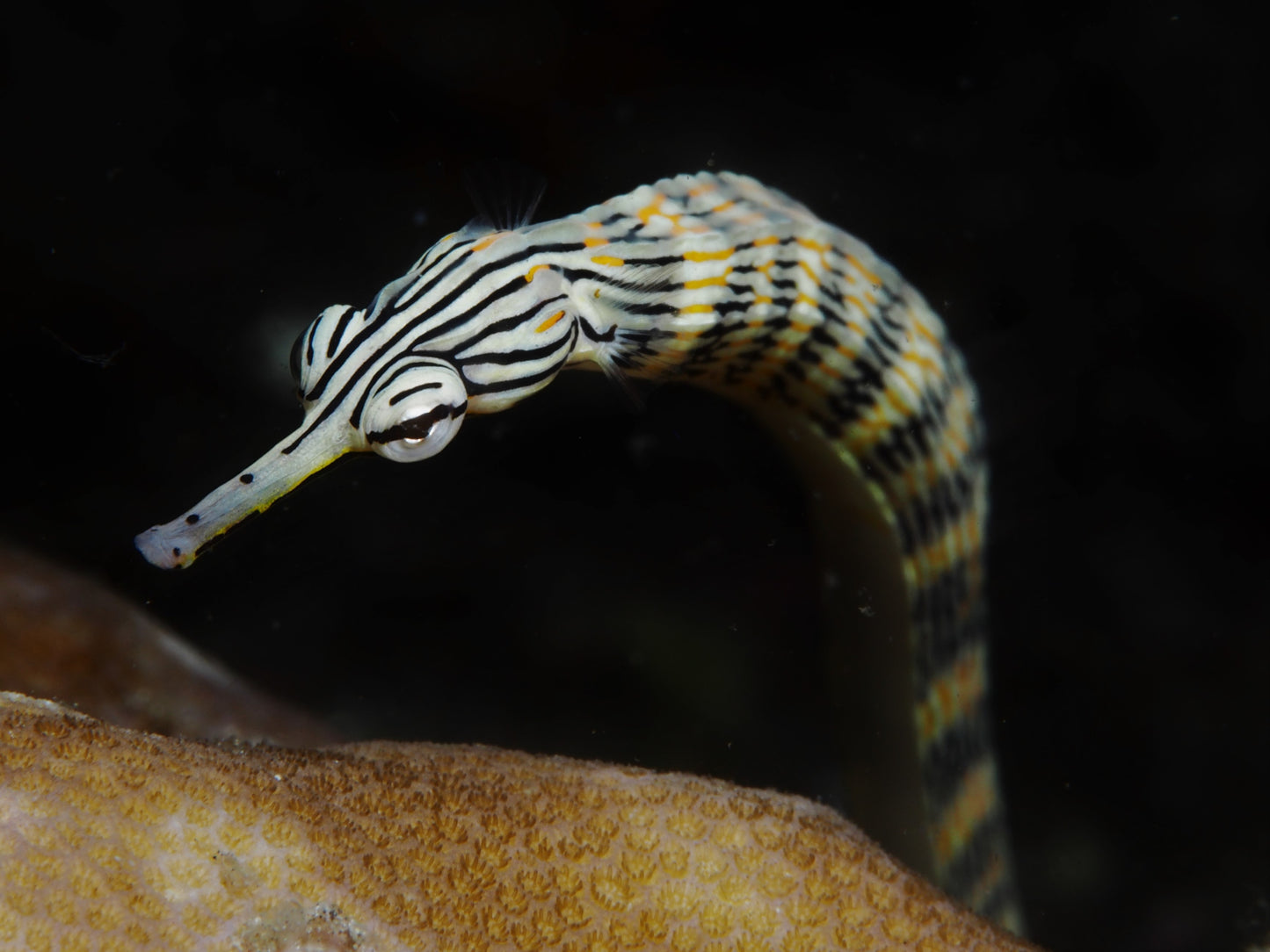 Dragonface pipefish - Corythoichthys haematopterus