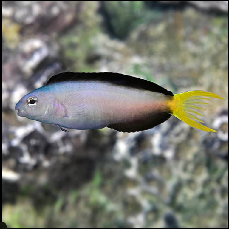Mozambique Blenny - Meiacanthus mossambicus