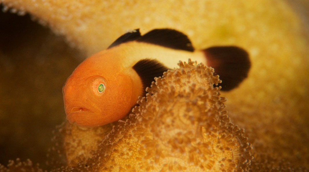 Panda Goby - Paragobius lacunicolus (Small)