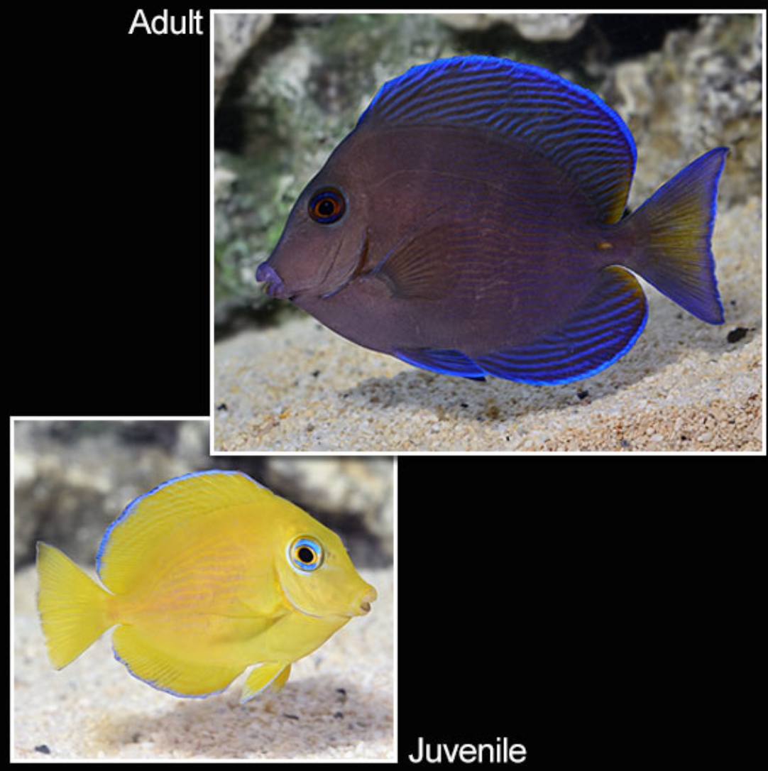 Atlantic Blue Caribbean Tang (JUVENILE SMALL)