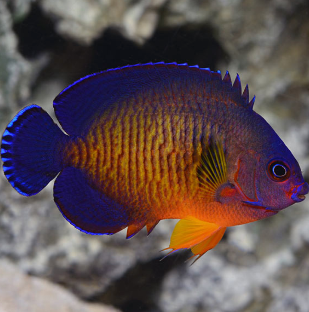 Coral Beauty Angelfish