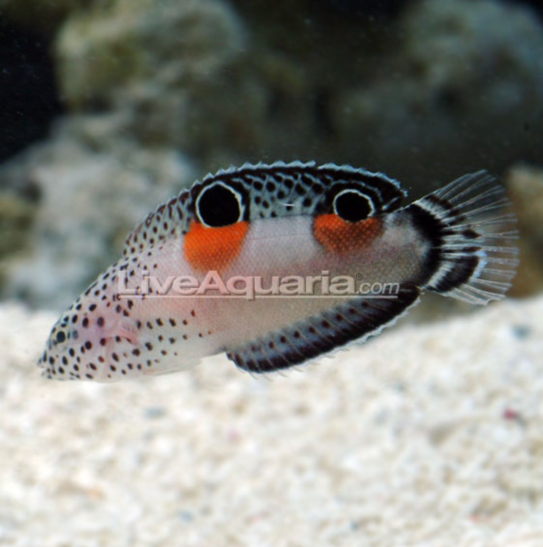 Twin Spot Wrasse