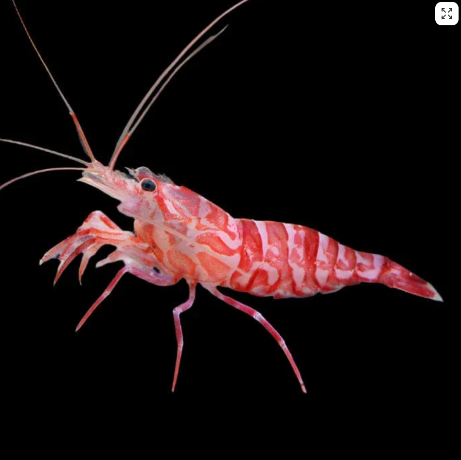 Kuekenthals Cleaner shrimp (aiptasia eater) - Lysmata kuekenthali