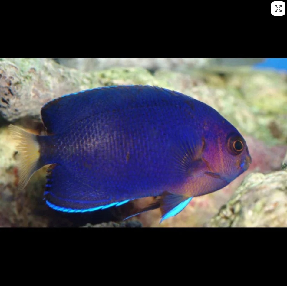 Pacific Pygmy Angel(Yellowtail Angelfish) - Centropyge flavicauda