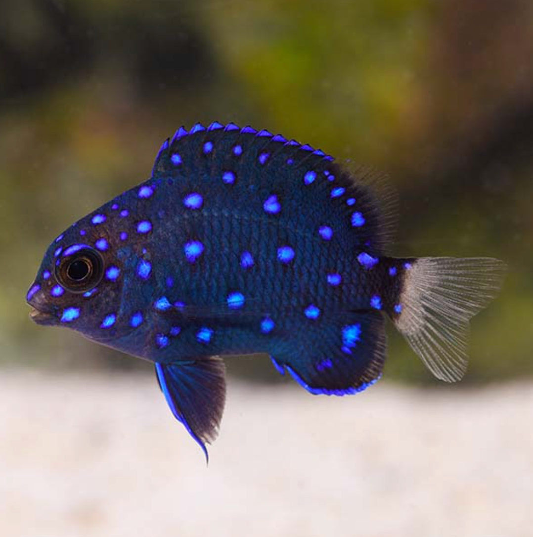 Jewel Damsel