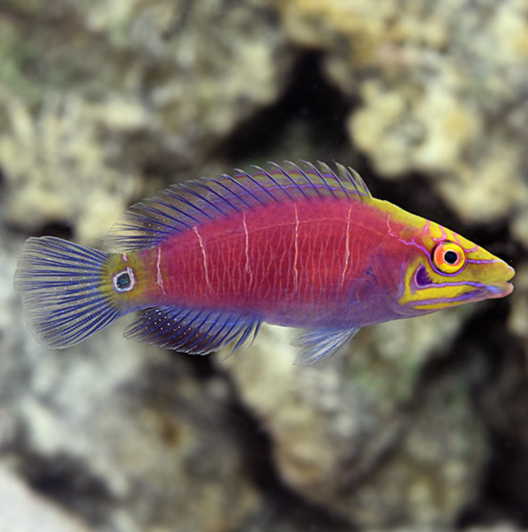 Mystery Wrasse