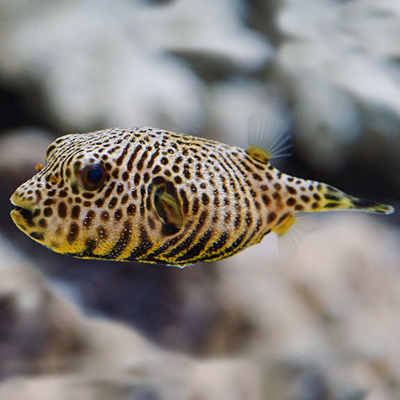 Golden Stellatus Pufferfish (Arothron stellatus) LARGE