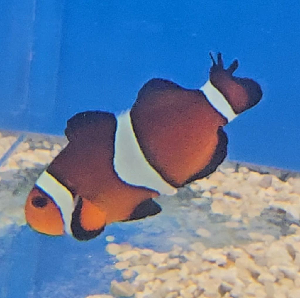 ORA Longfin Ocellaris Clownfish