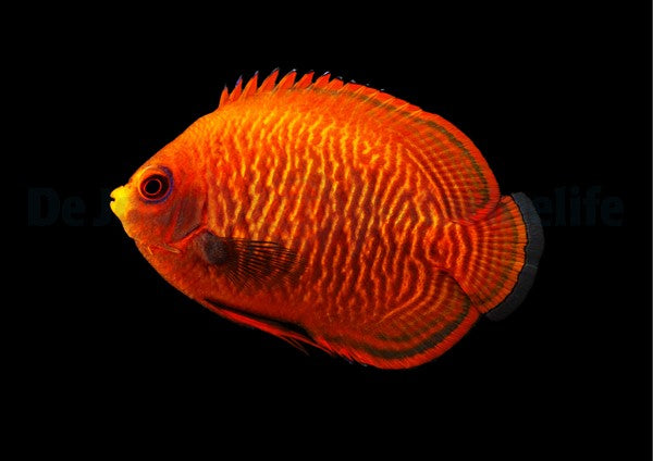 Golden Red Aurantia - Centropyge aurantia (Medium)