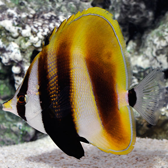 Hi Fin Coradion Butterflyfish - Australia