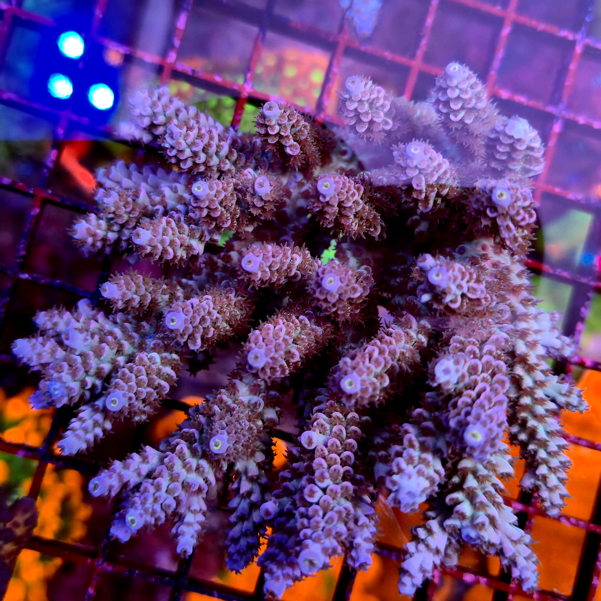 Australian Acropora Colony B6