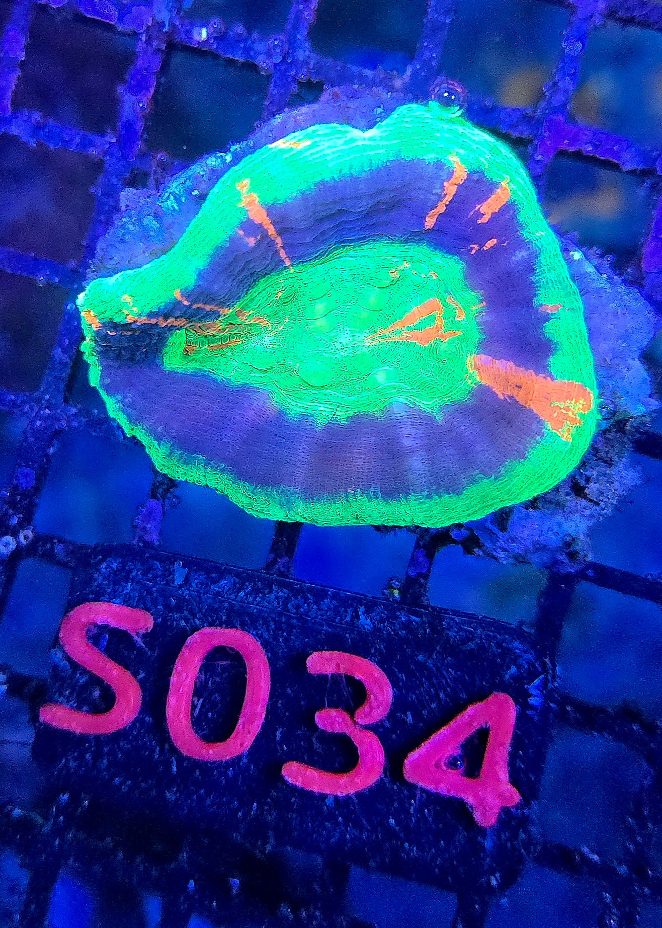 Scolymia Australis s034