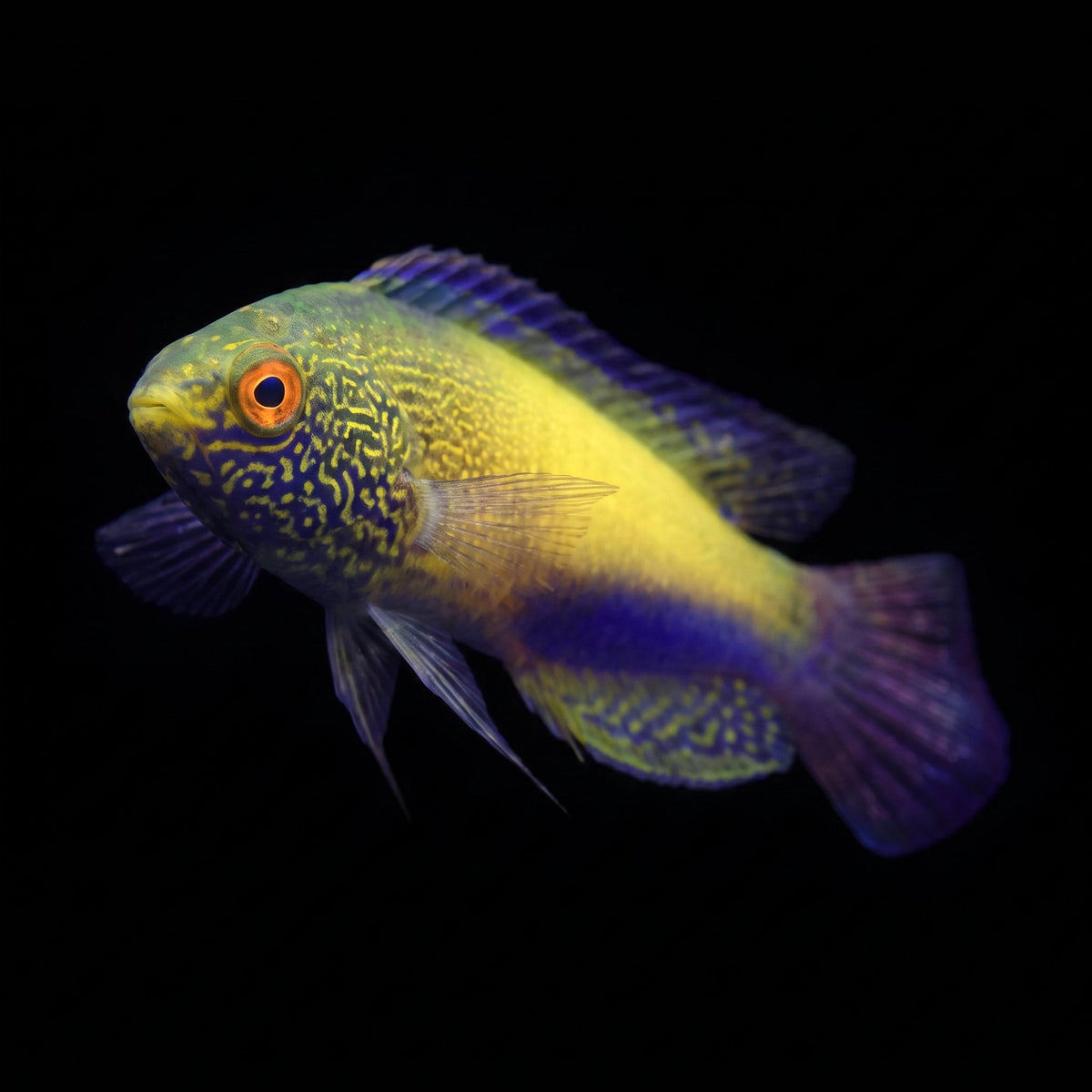 Rhomboid Wrasse, male