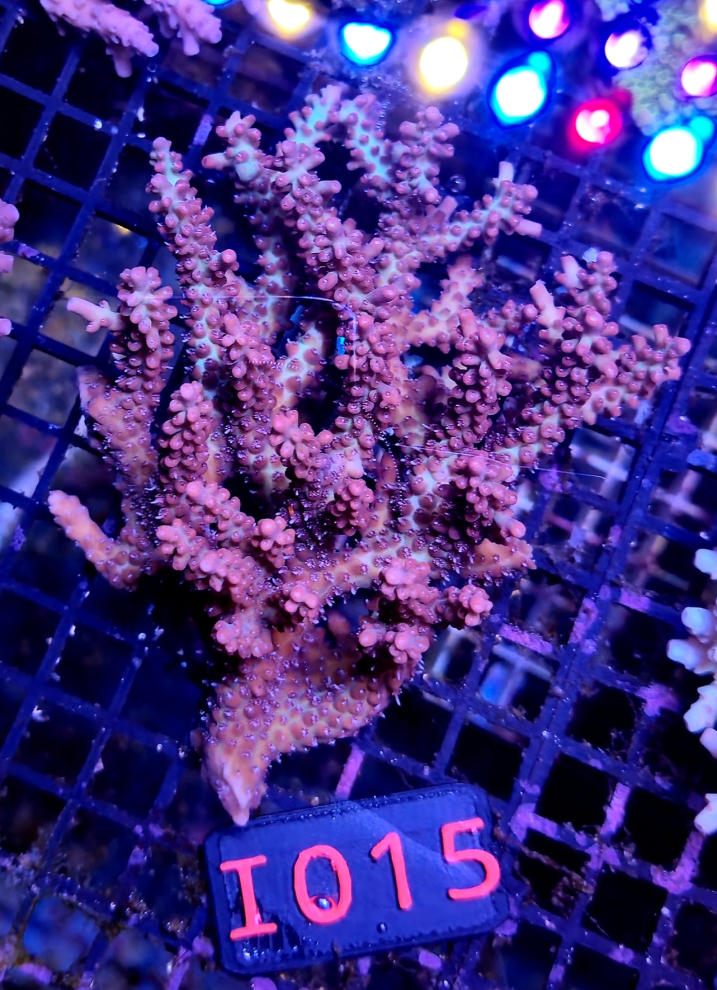 Australian SPS Colony i015