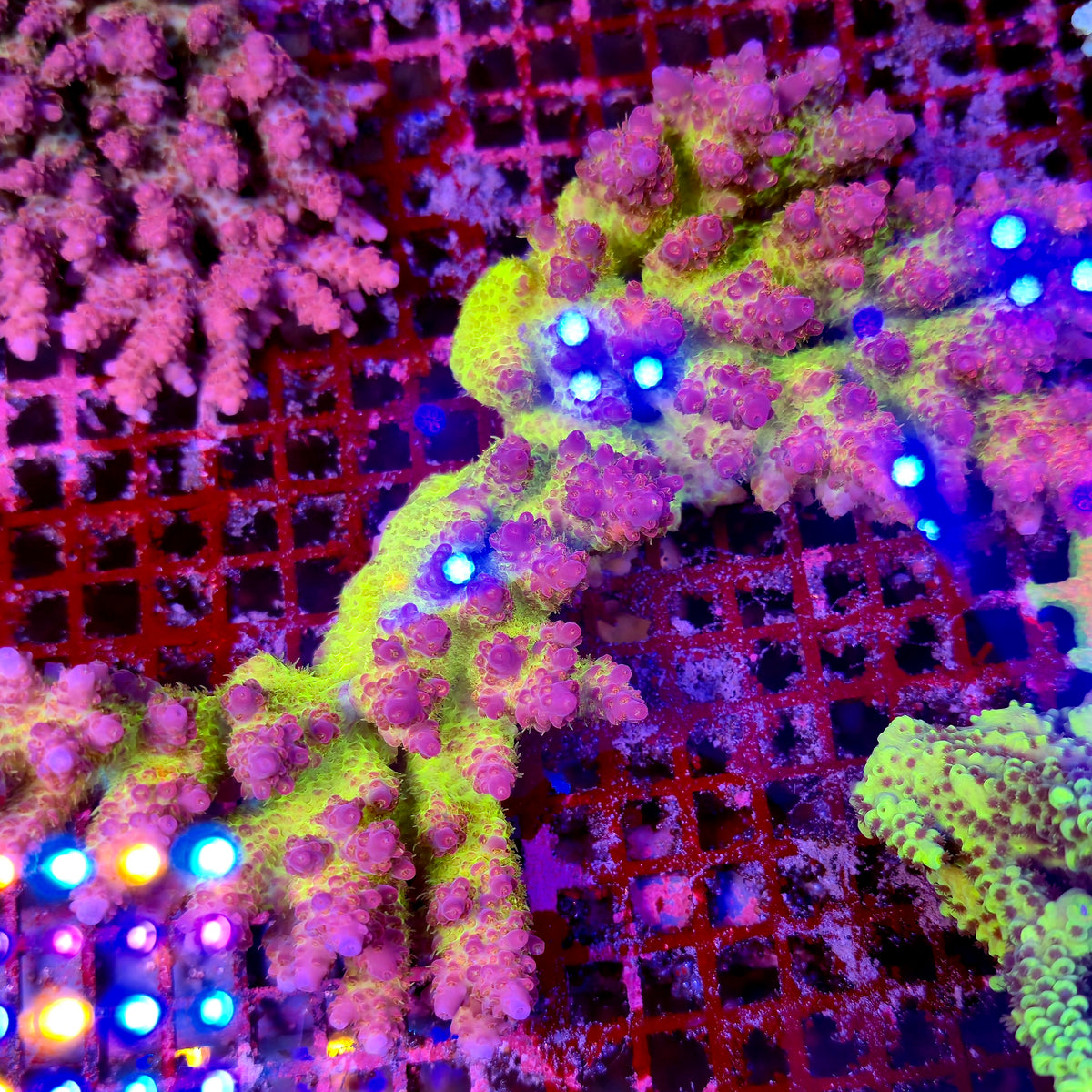 Australian Acropora Colony A7