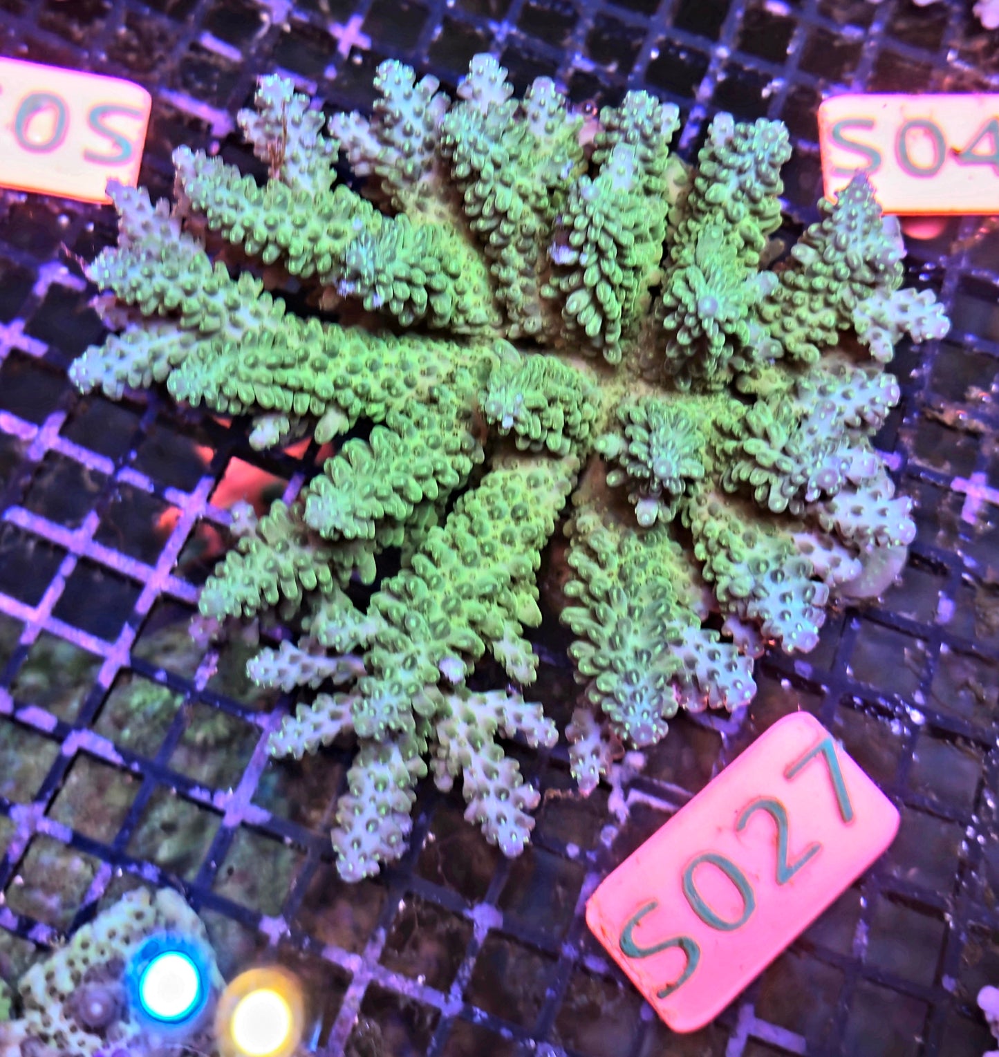 Australian SPS Colony S027p