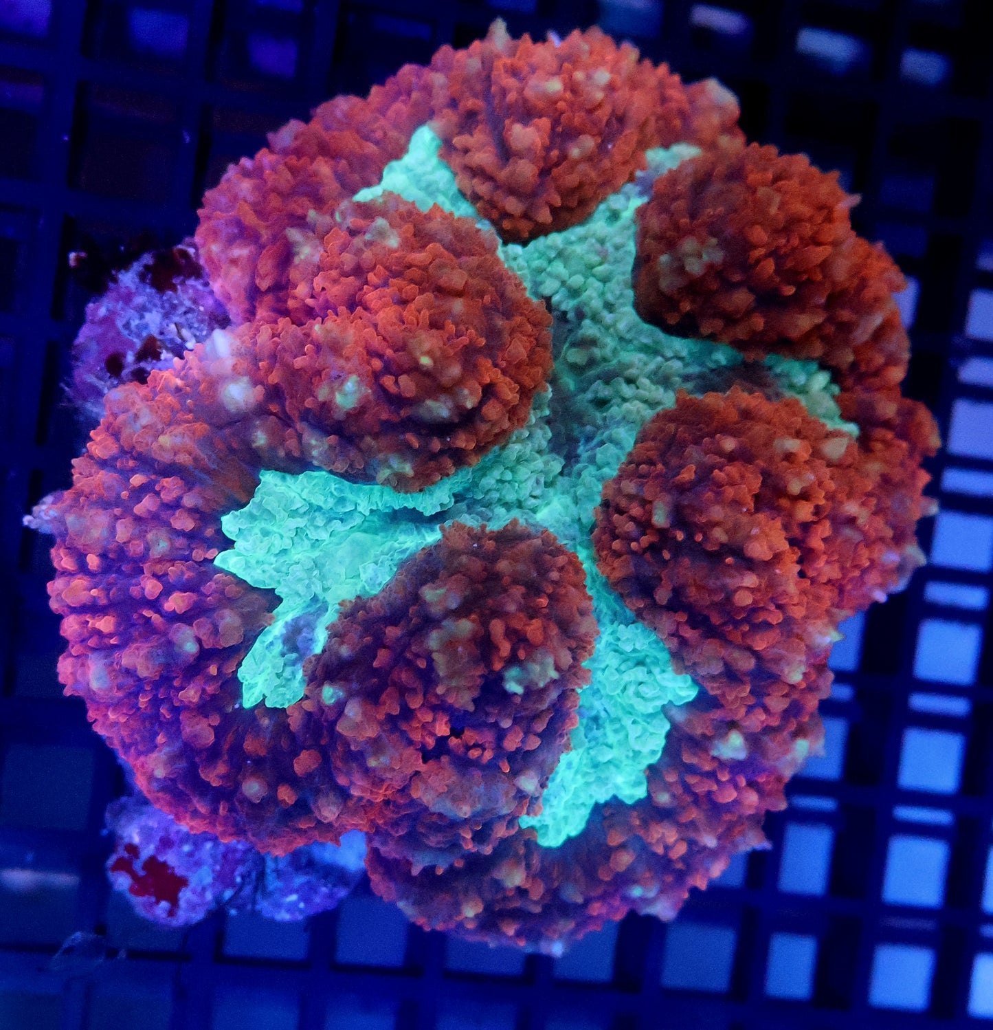 V2 Lobo M - Coral Farm Kuwait