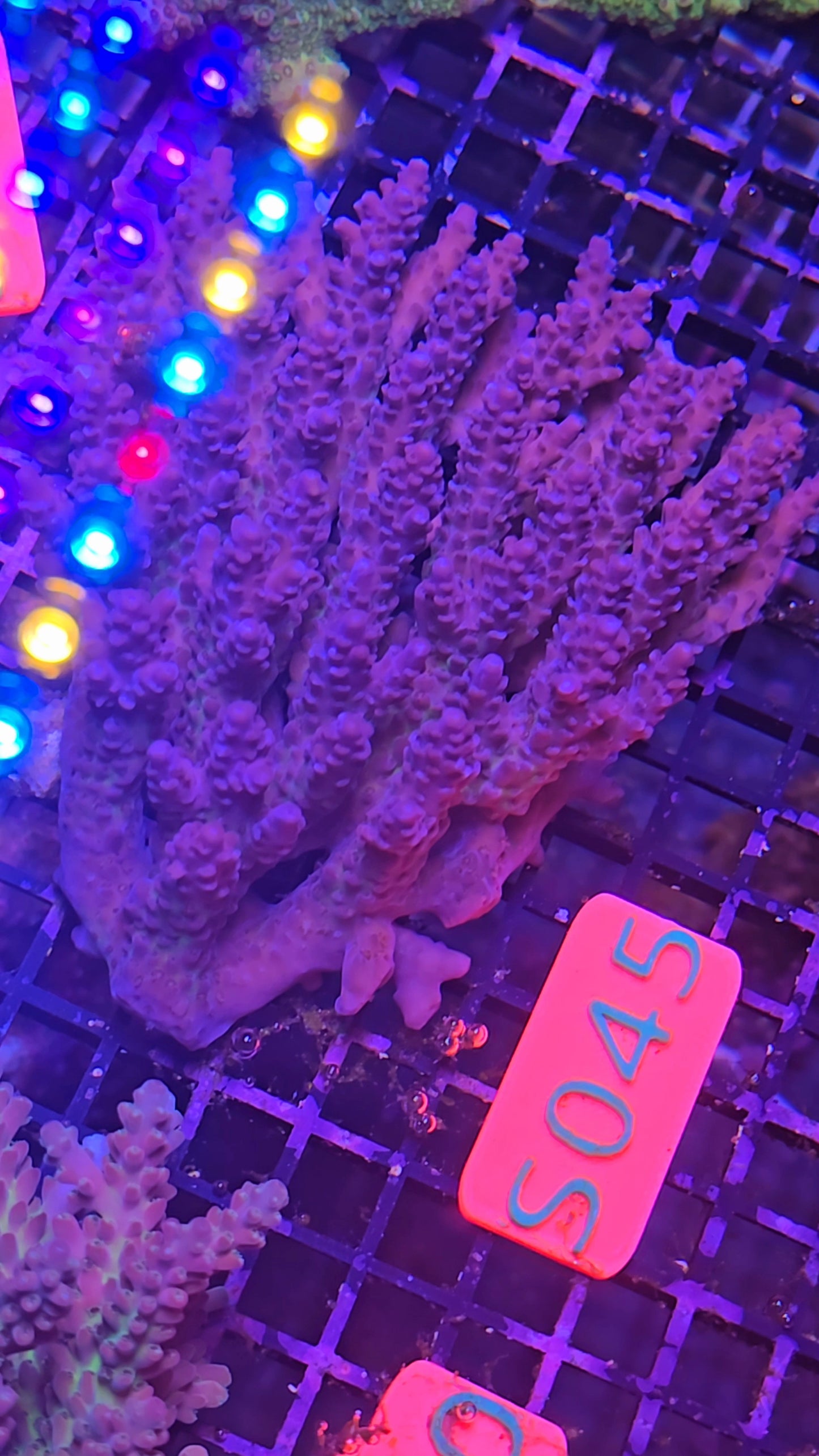 Australian SPS Colony s020p