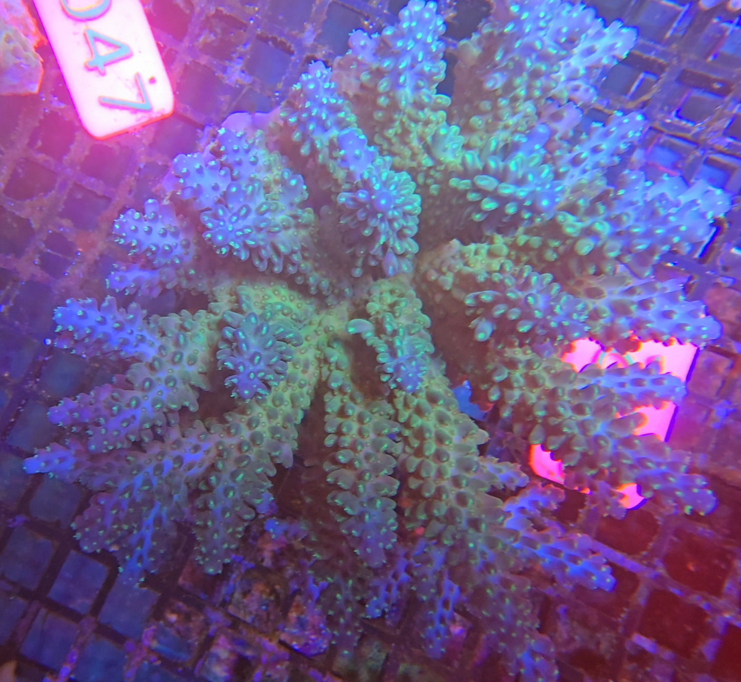 Australian SPS Colony S027p