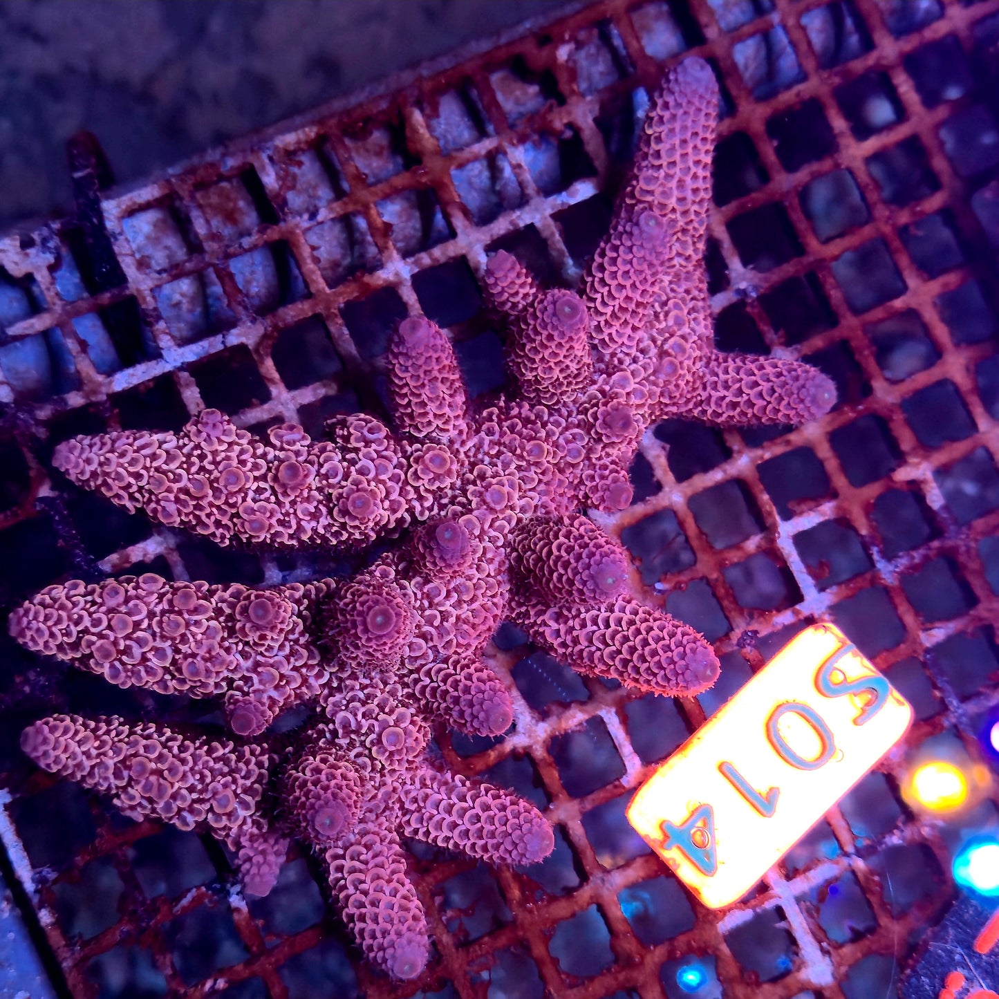 Australian SPS S014