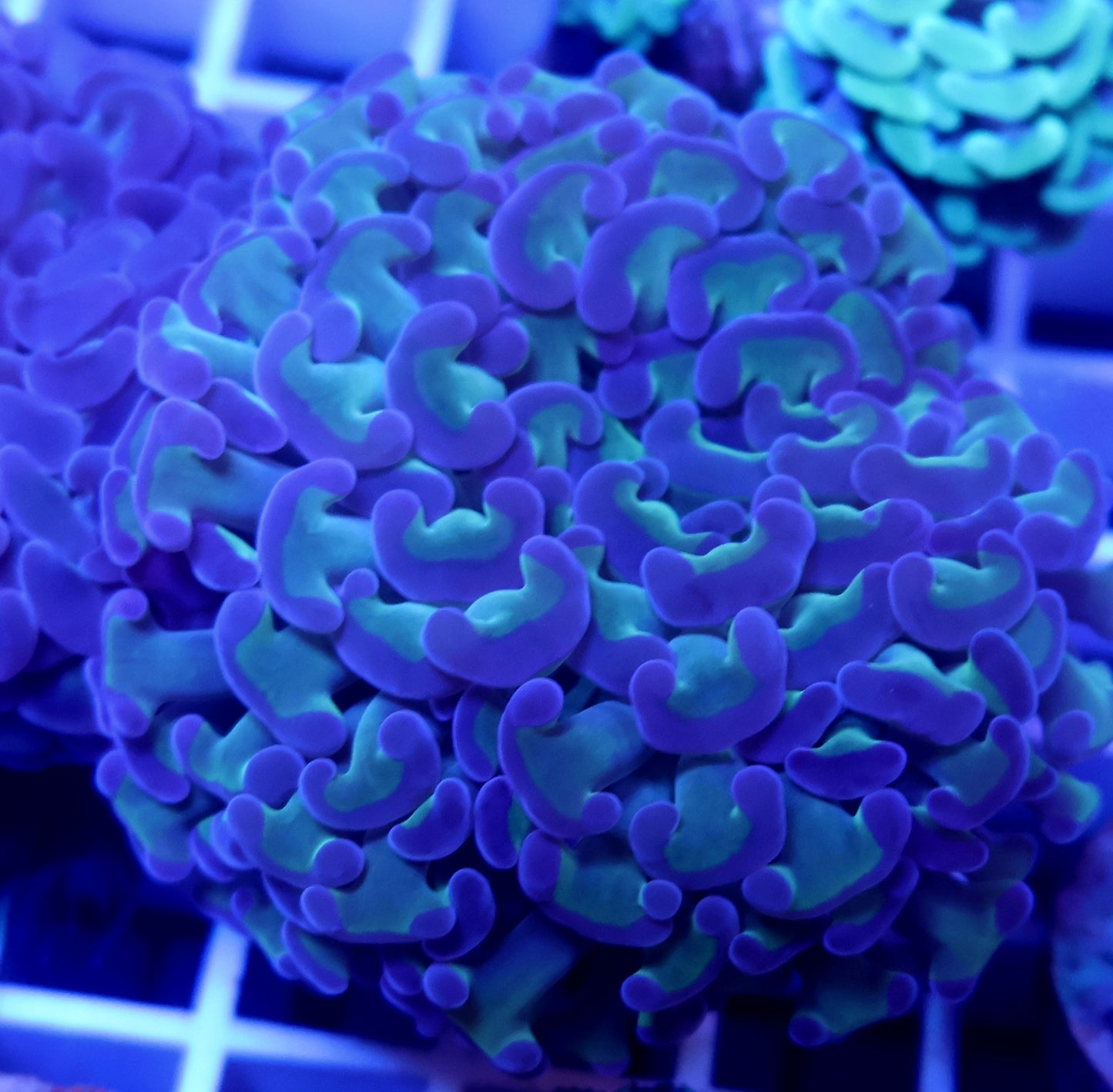Reverse Stem Hammer FRAG