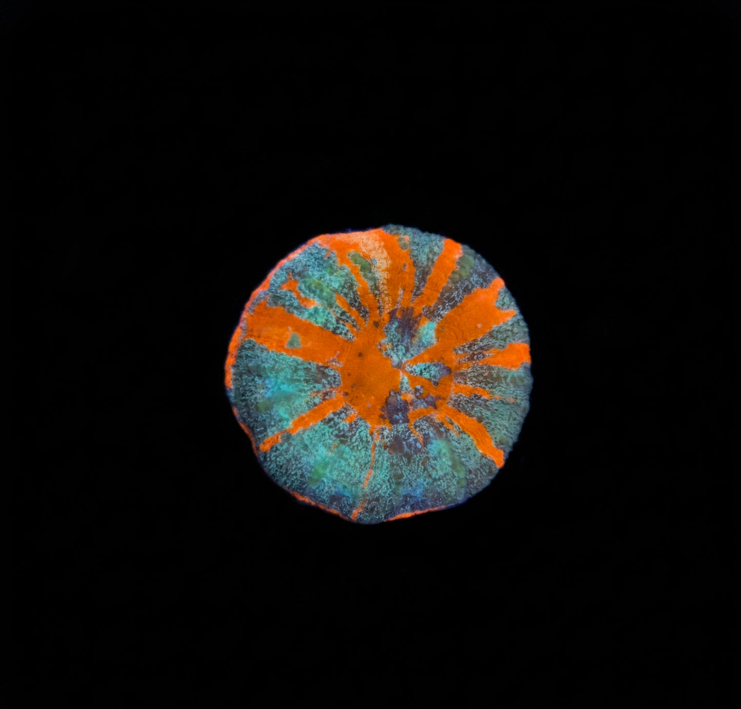 Scolymia Australis