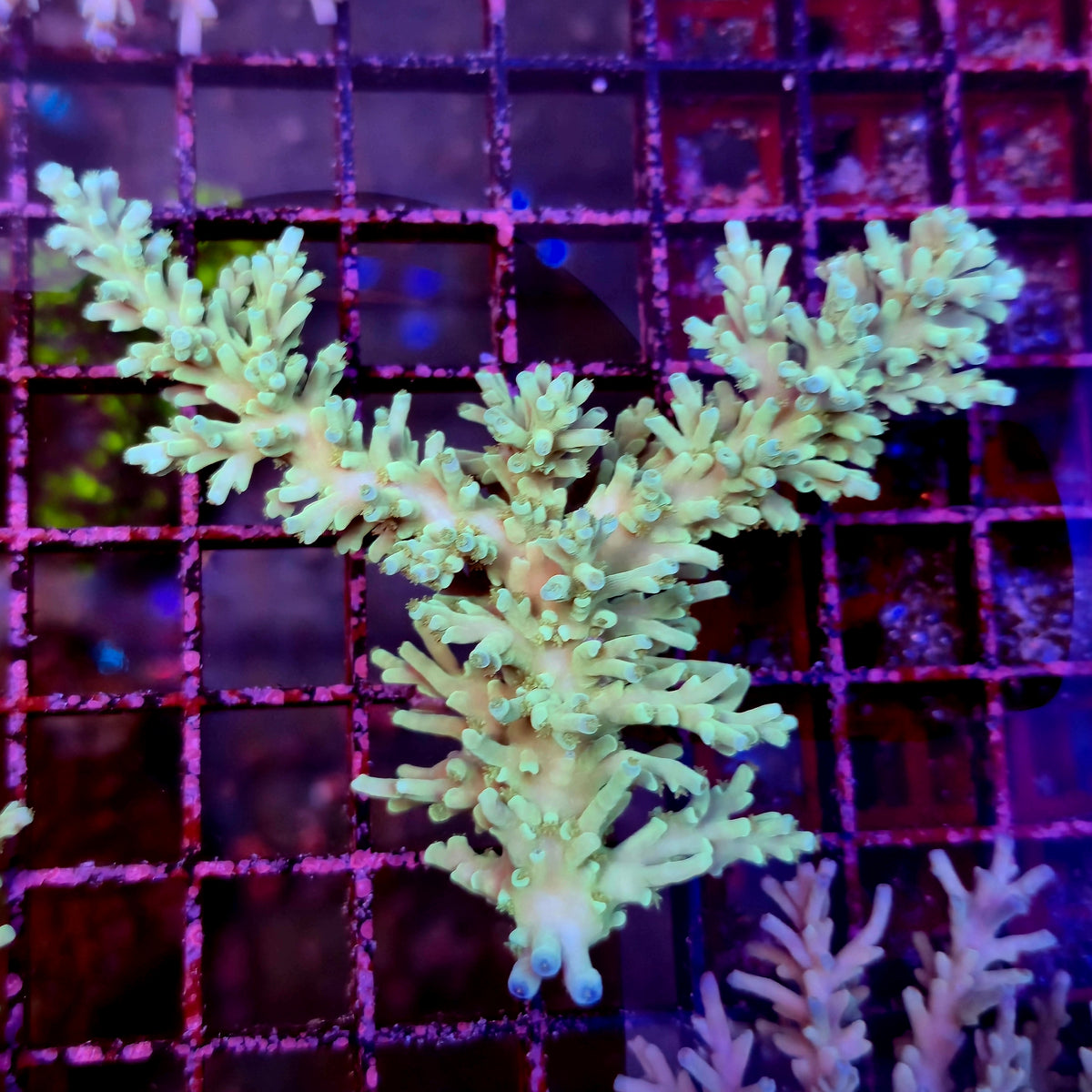 Australian Acropora Echinata Colony B12
