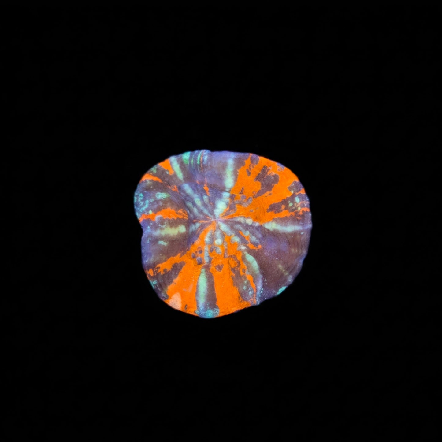 Scolymia Australis