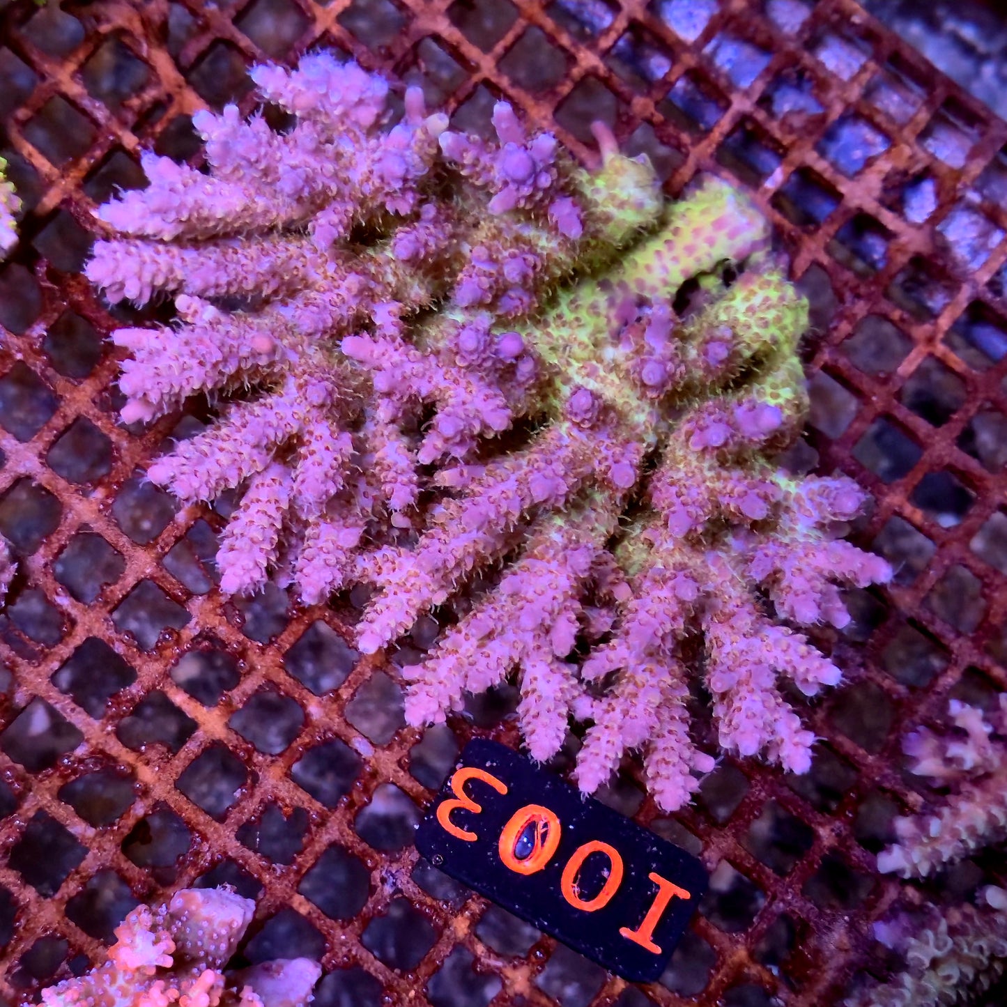Australian SPS I003