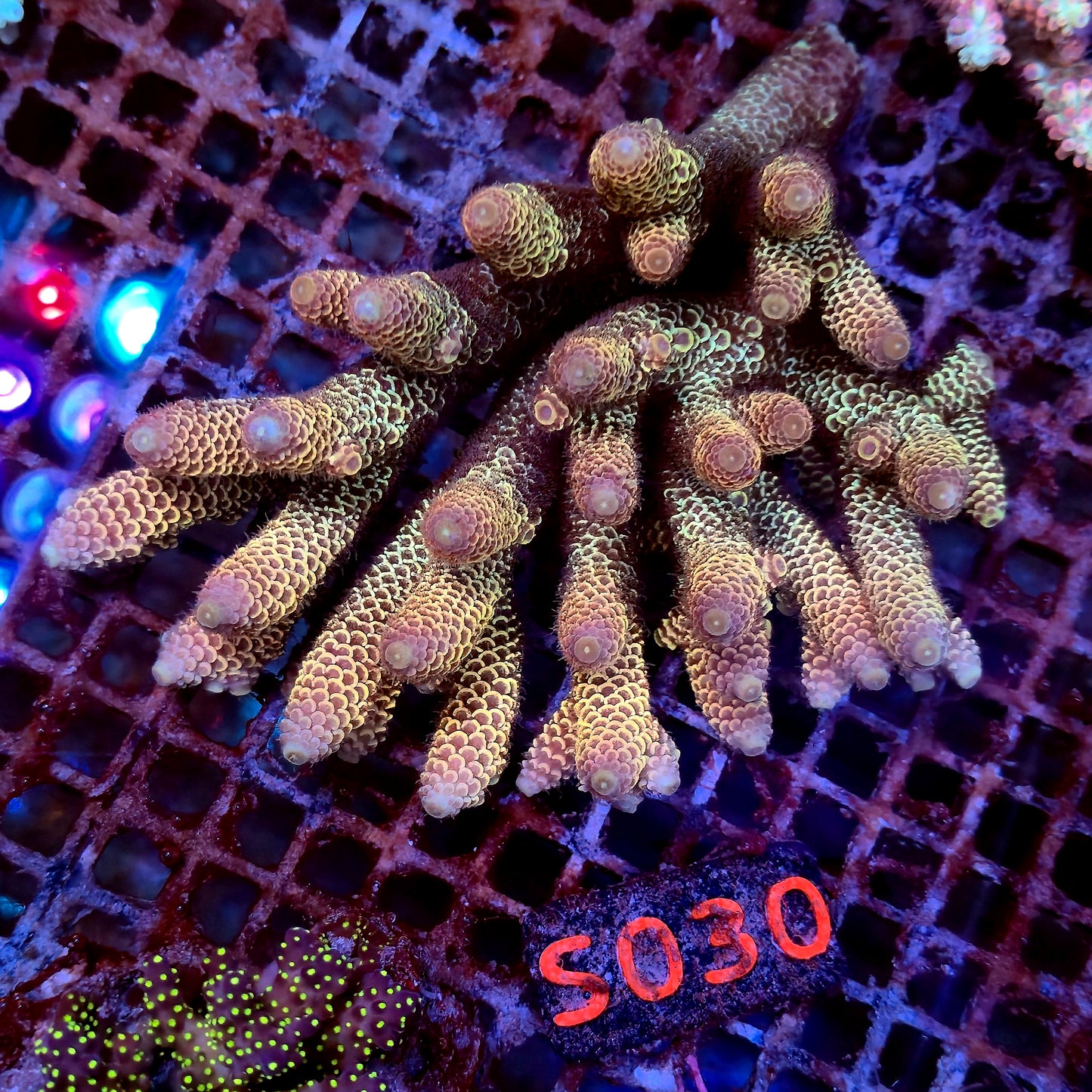 Australian SPS S030