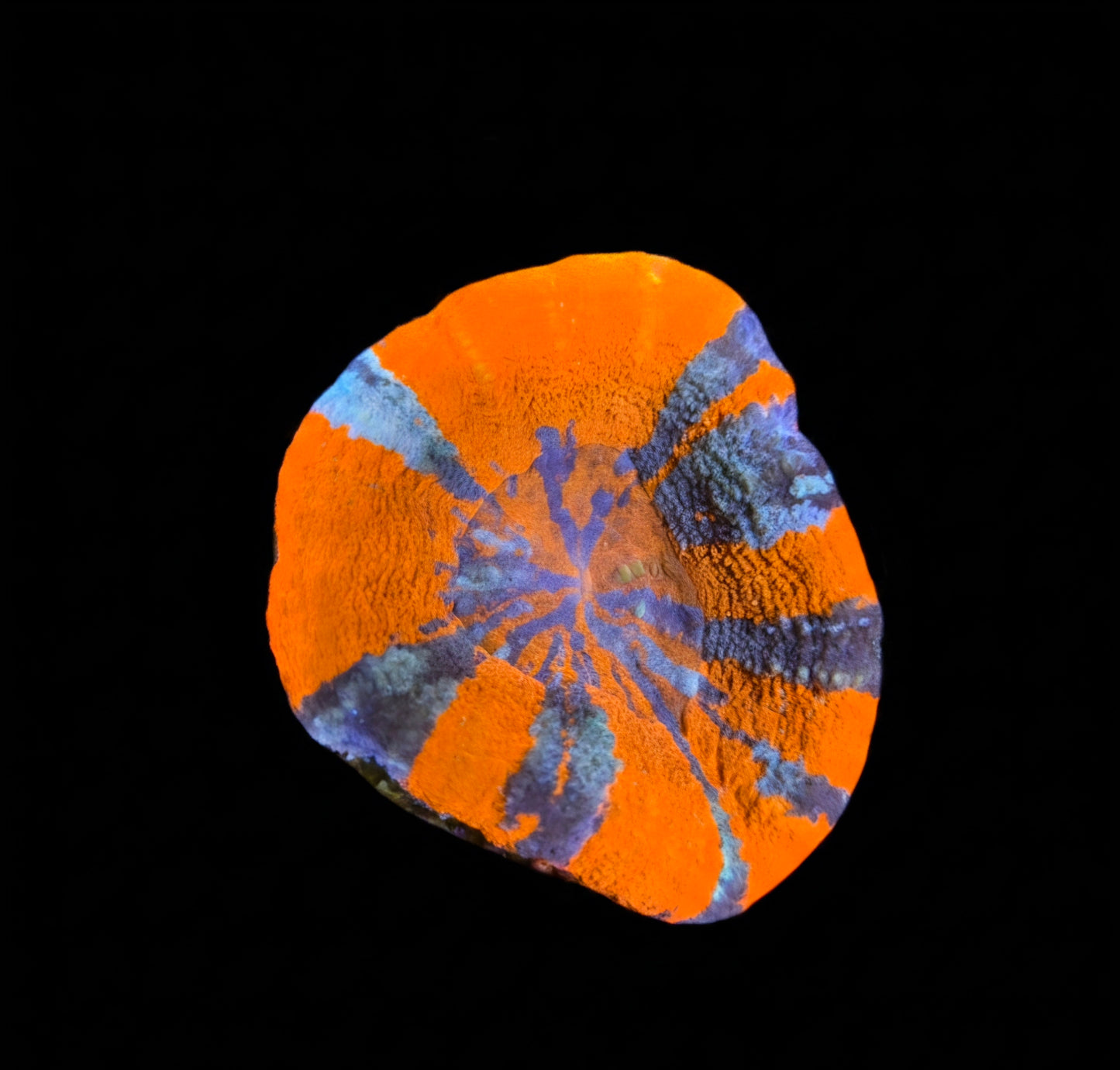 Scolymia Australis