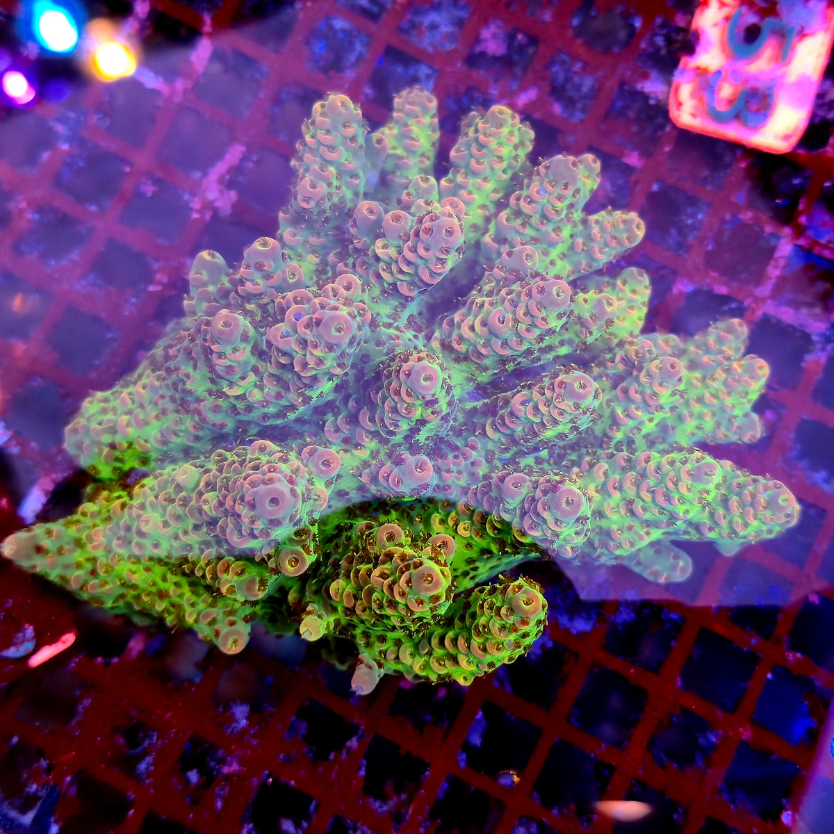 Australian SPS Colony A9