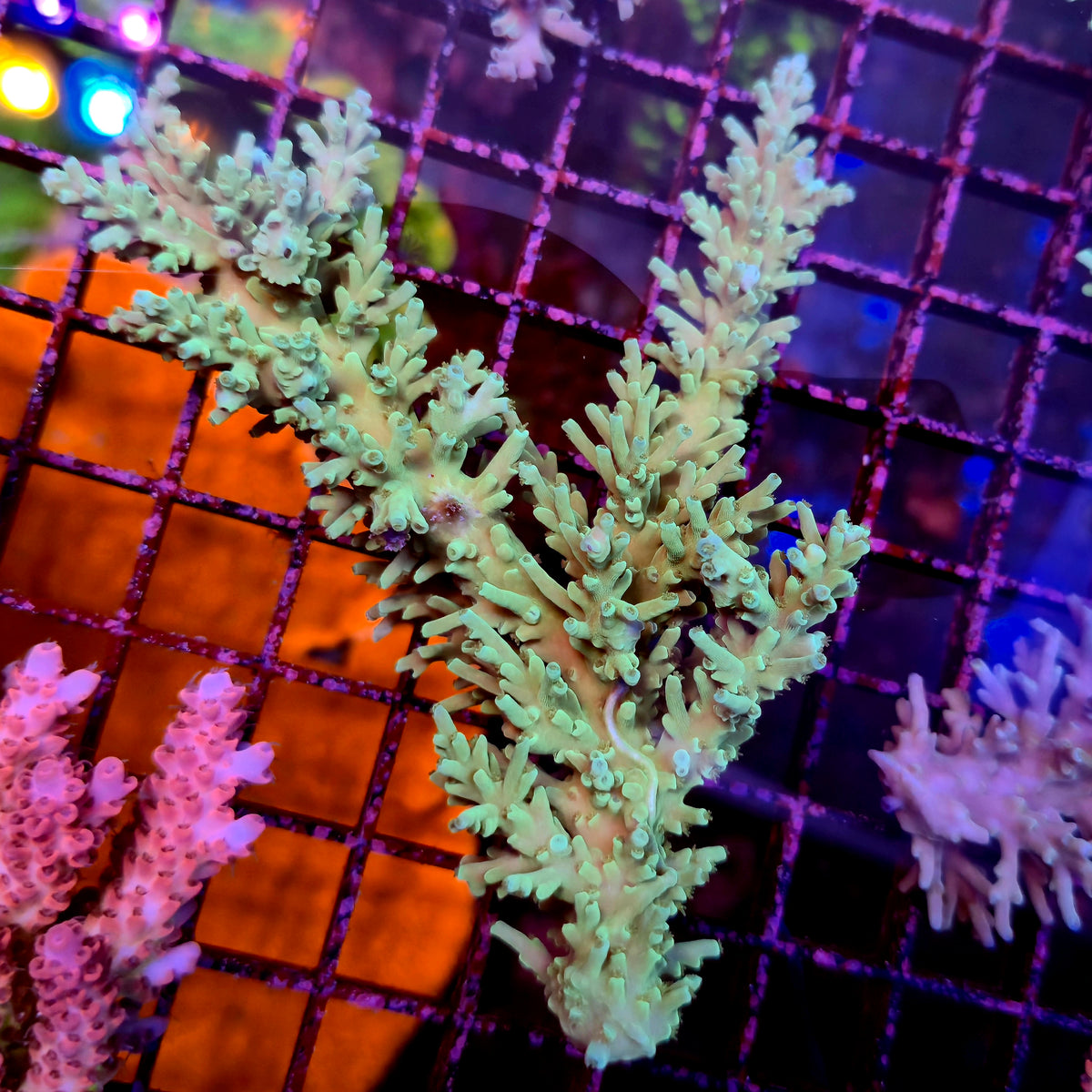 Australian Acropora Echinata Colony B11