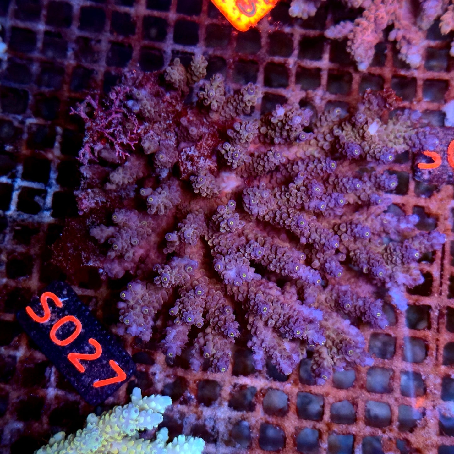 Australian SPS S027 Large Blue Tenius
