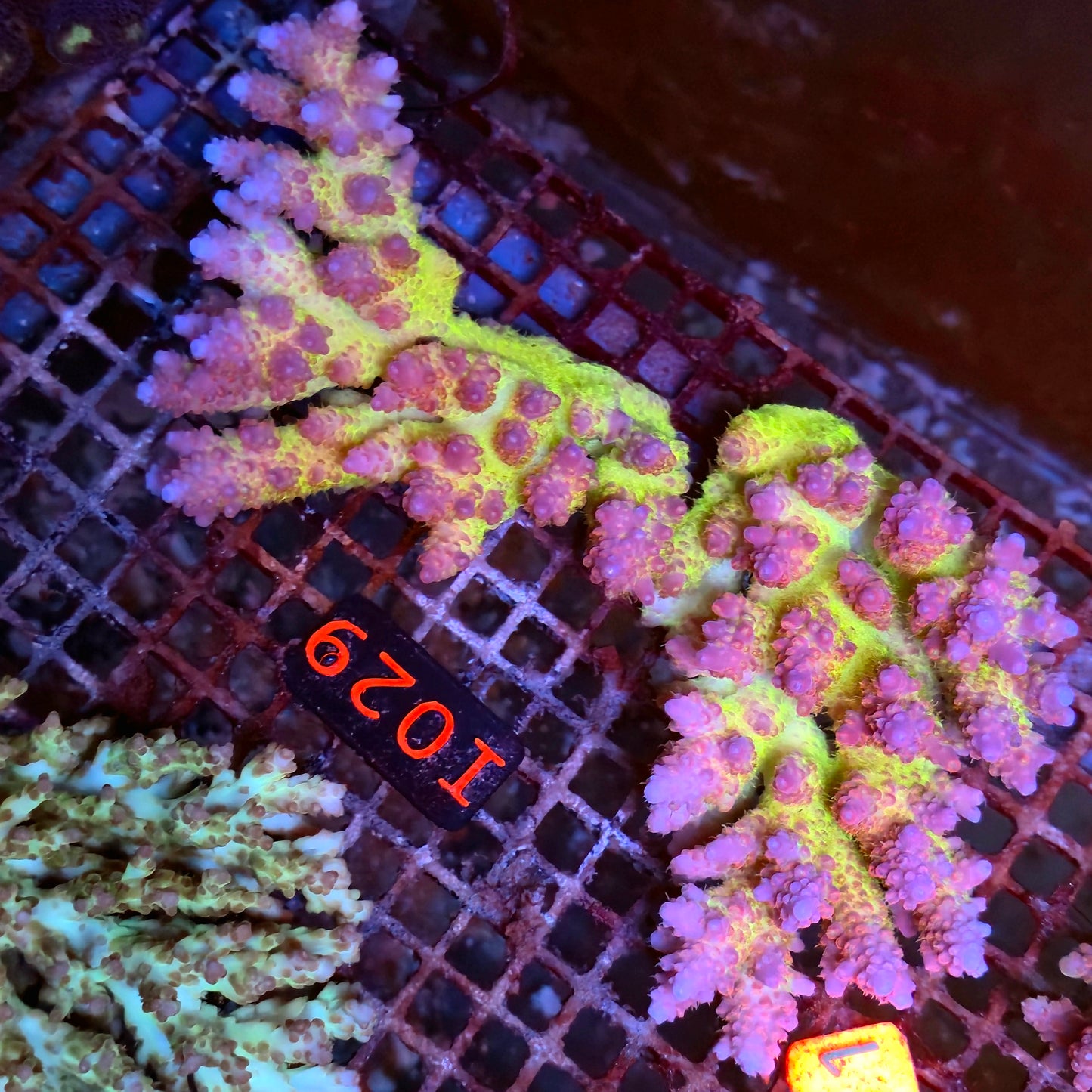 Australian SPS I029