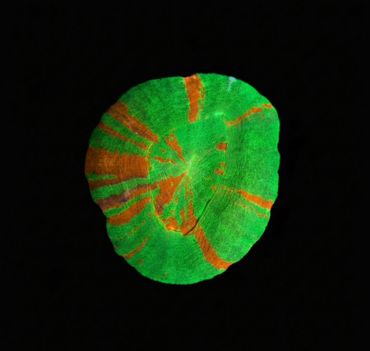 Scolymia Australis