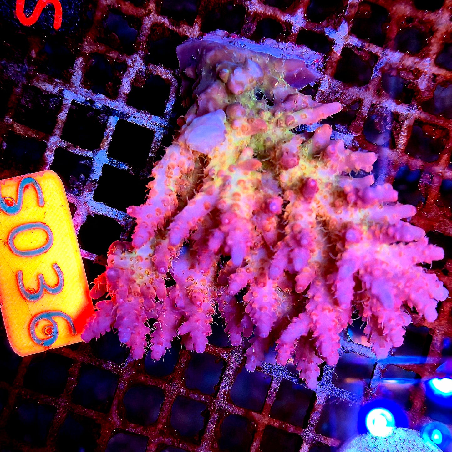 Australian SPS S036