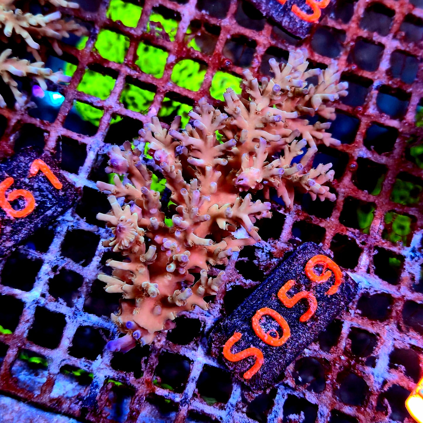 Australian SPS S059
